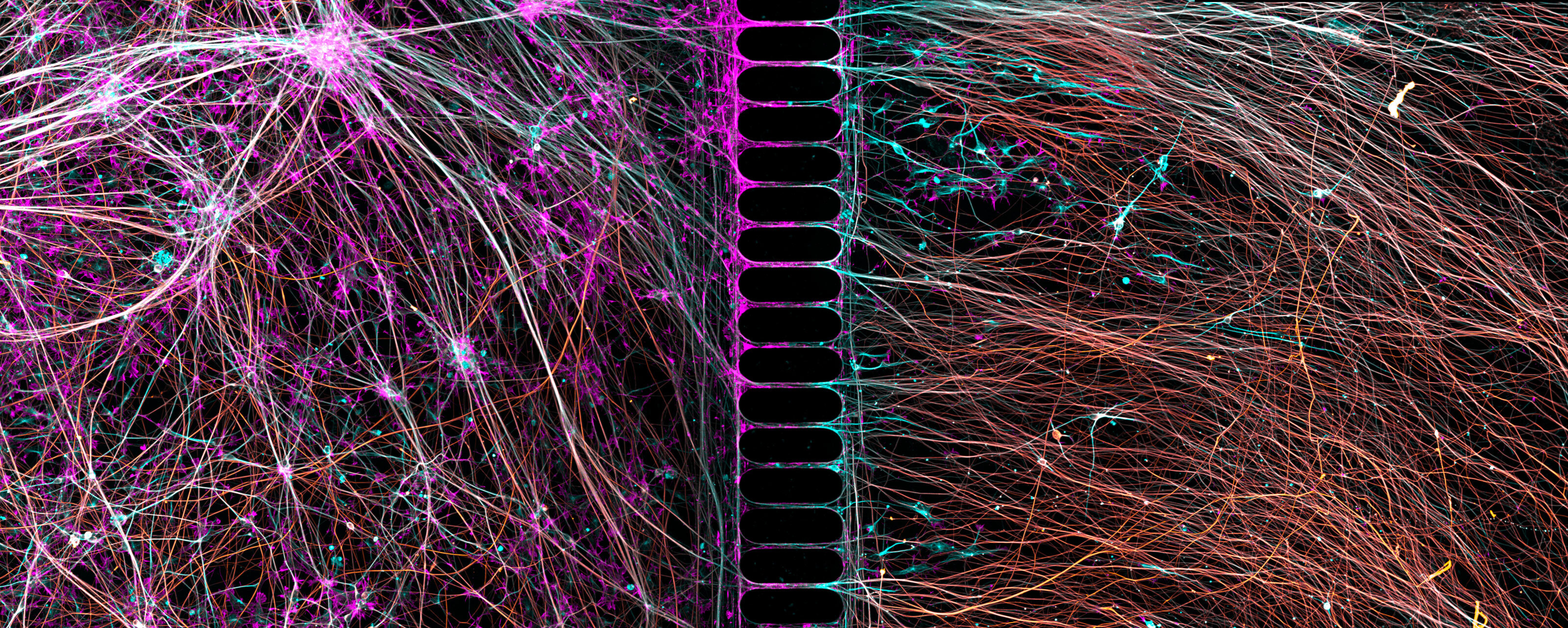 skin_cells